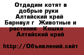 Отдадим котят в добрые руки - Алтайский край, Барнаул г. Животные и растения » Кошки   . Алтайский край